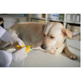 valor de medicamento para animais domésticos Recanto Elimar II