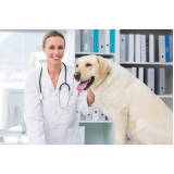 valor de tratamento de cachorros Prolongamento Vilaa Duque d Caxias