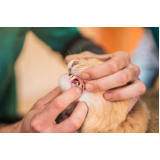 valor de tratamento para animais de estimação V Scarabucci