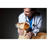 valor de tratamento para cães Pq V Leporace