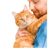 valor de tratamento para gatos Capetinga