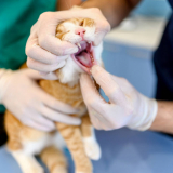 veterinário especialista em gatos telefone Parque dos Pinhais