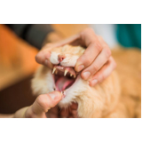veterinário especialista em gatos Recanto Elimar II