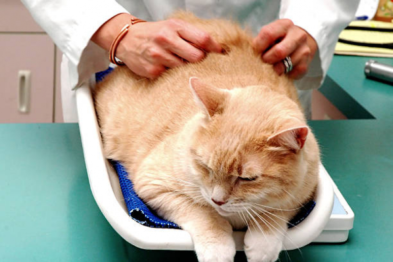 Tratamento Animais Jardim Santa Efigenia - Tratamento para Gato