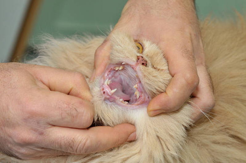 Tratamento Cachorro Preço Vilaa Santa Luzia - Tratamento para Gato
