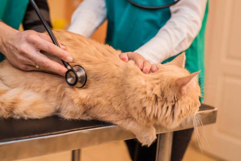 Tratamento de Animais de Estimação Preço Jardim Luiza II - Tratamento para Gato