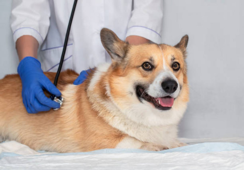 Tratamento de Animais Preço Vilaa São Sebastiao - Tratamento para Cachorros