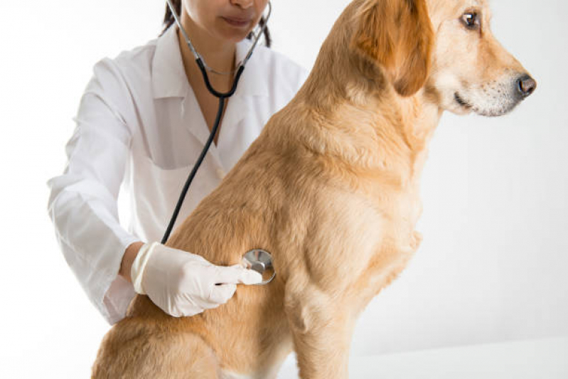 Tratamento de Animais Pq do Horto - Tratamento para Cachorros