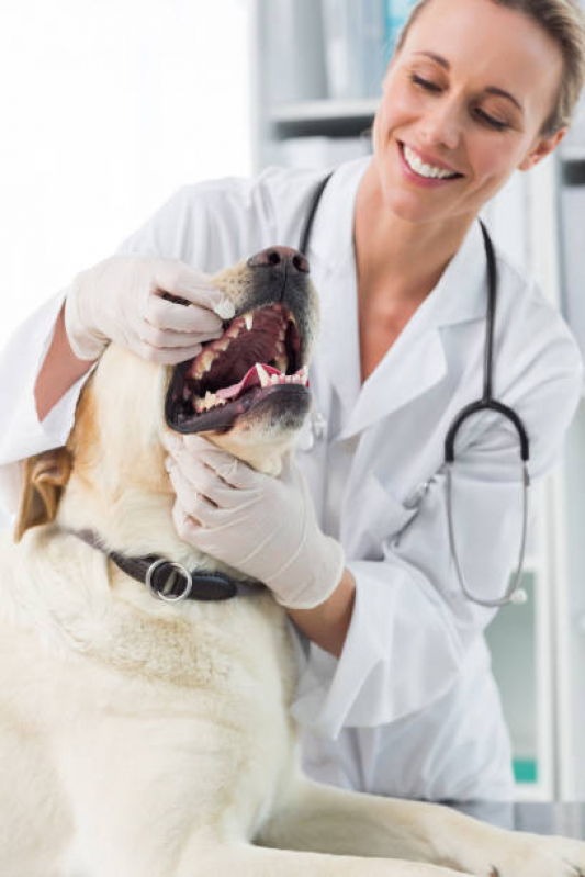 Tratamento de Cachorros Preço Capetinga - Tratamento de Animais