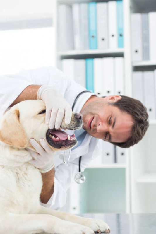 Tratamento de Cachorros Santos Dumont - Tratamento de Animais Corrente