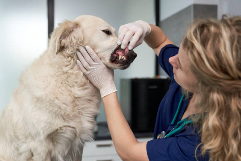 Tratamento para Animais de Estimação Preço Parque Dom Pedro I - Tratamento para Cachorros