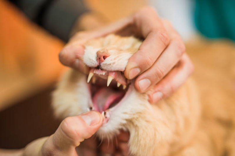 Tratamento para Animais de Estimação Jardim Brasilandia - Tratamento para Gatos