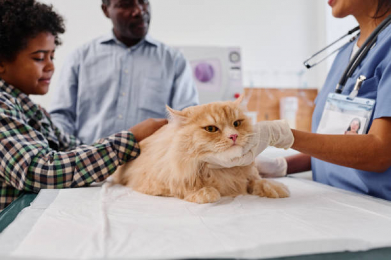 Tratamento para Animais Domésticos Preço Jardim Aeroporto III - Tratamento para Gato