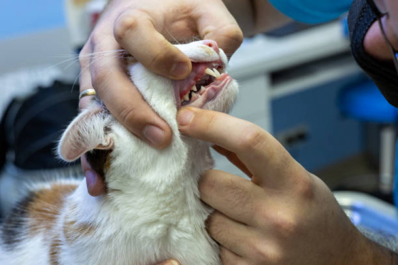 Tratamento para Animais Delfinópolis - Tratamento para Gato