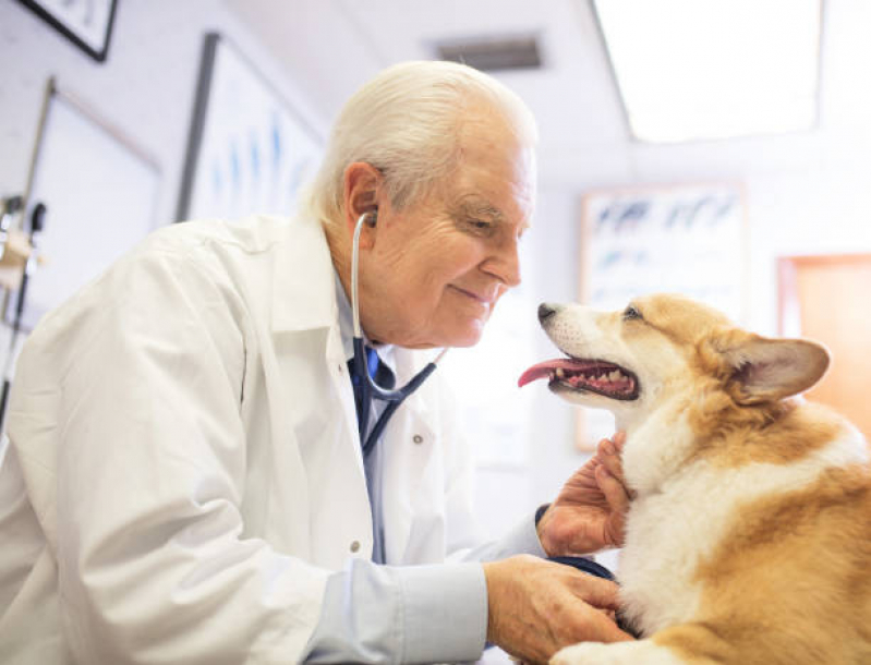 Tratamento para Cachorros Preço Vilaa Raycos - Tratamento de Animais Corrente