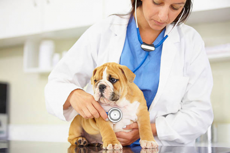 Tratamento para Cães Preço Recanto Elimar II - Tratamento para Cães