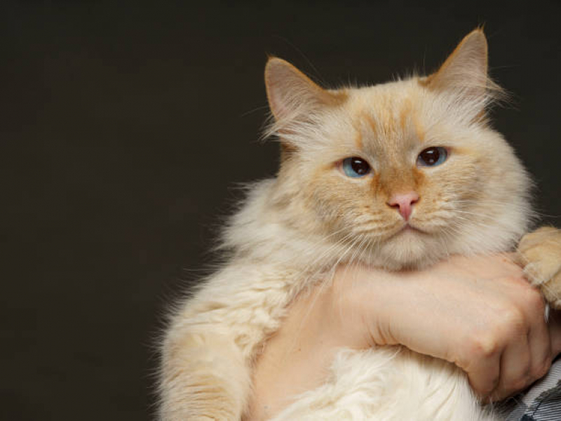 Tratamento para Gato Preço Vilaa São Sebastiao - Tratamento para Gatos