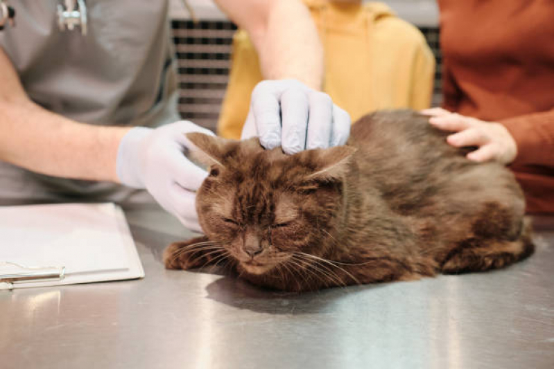 Tratamento para Gato Cidade Nova - Tratamento para Animais Domésticos
