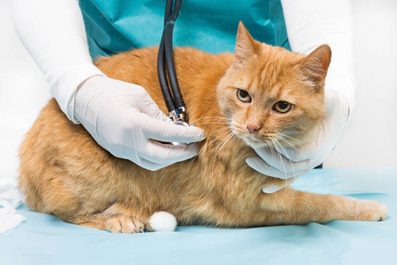 Tratamento para Gatos Preço Vilaa Imperador - Tratamento de Animais Franca