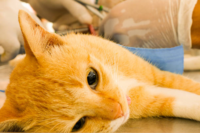 Tratamento para Gatos Recanto Elimar II - Tratamento de Animais Corrente