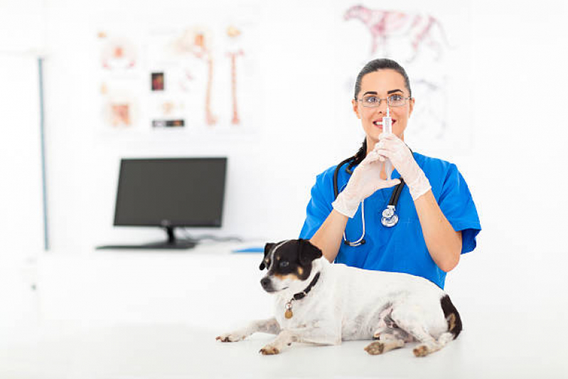 Vacina Antirrábica Animal Agendar Jd Angela Rosa - Vacina Antirrábica para Cães