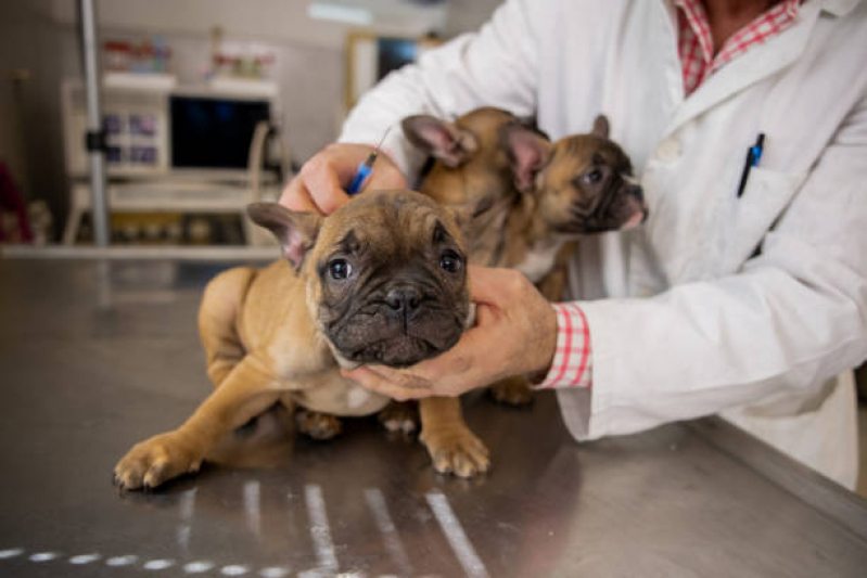 Vacina Antirrábica para Cães Agendar Jardim Francano - Vacina contra Raiva para Cachorro Corrente