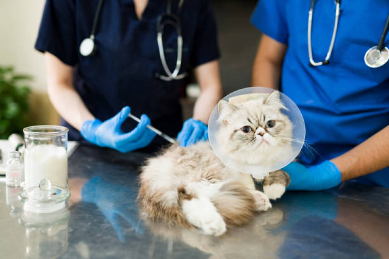 Vacina Antirrábica para Gato Agendar Jardim Aviacao - Vacina contra Raiva para Cachorro