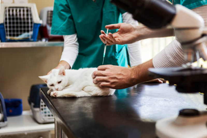Vacina Antirrábica para Gato Vilaa Santa Helena - Vacina de Raiva para Cachorro