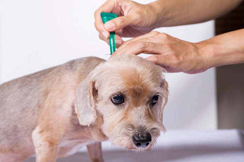 Vacina contra Raiva em Cachorro Agendar Brasilandia - Vacina de Raiva Gato