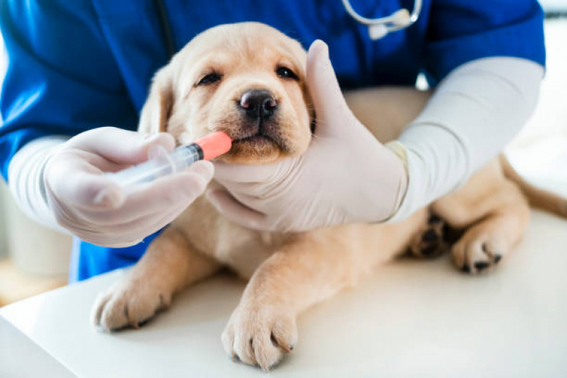 Vacina contra Raiva em Cachorro Jd Redentor - Vacina Fiv Felv