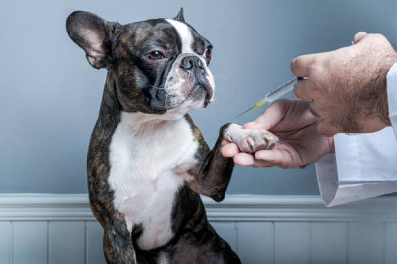 Vacina contra Raiva Gato Jardim Maria Rosa - Vacina contra Raiva para Cachorro Franca