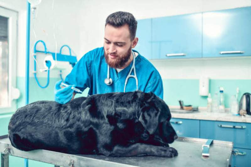 Vacina contra Raiva para Cachorro Agendar Delta - Vacina contra Raiva para Cachorro