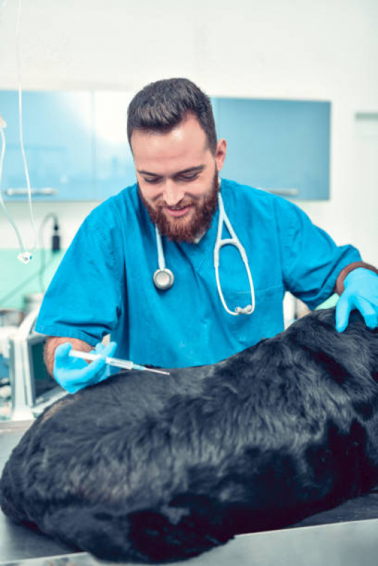 Vacina contra Raiva para Cachorro Peixoto - Vacina contra Raiva para Cachorro Corrente