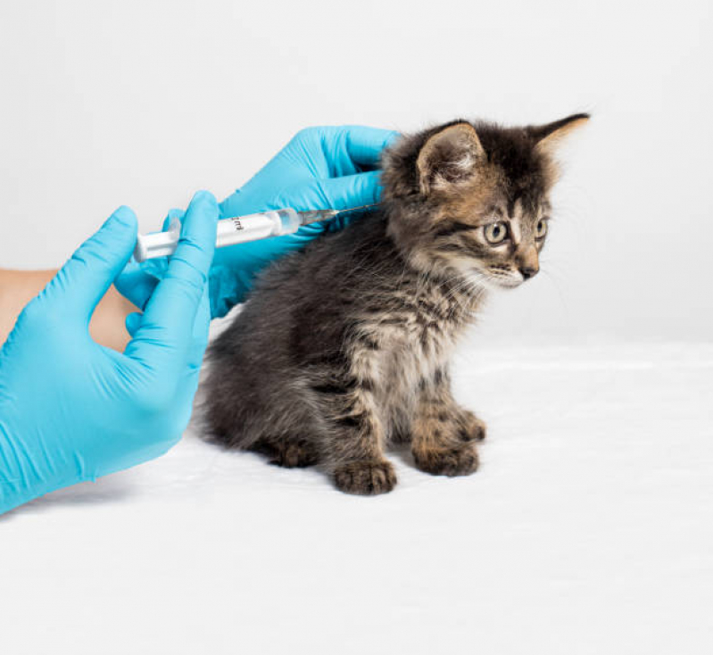 Vacina de Raiva Gato Jardim Guanabara - Vacina para Filhote de Gato
