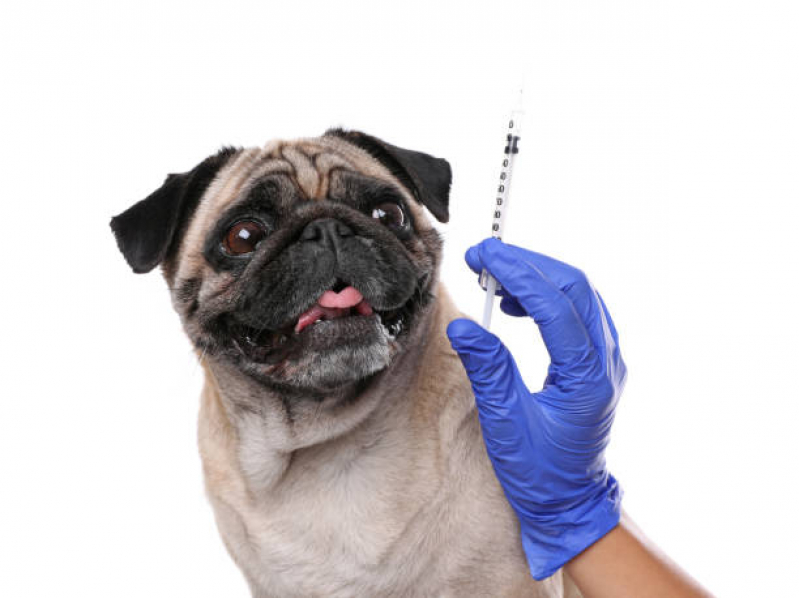 Vacina de Raiva para Cachorro Vilaa São Sebastiao - Vacina Antirrábica para Cães