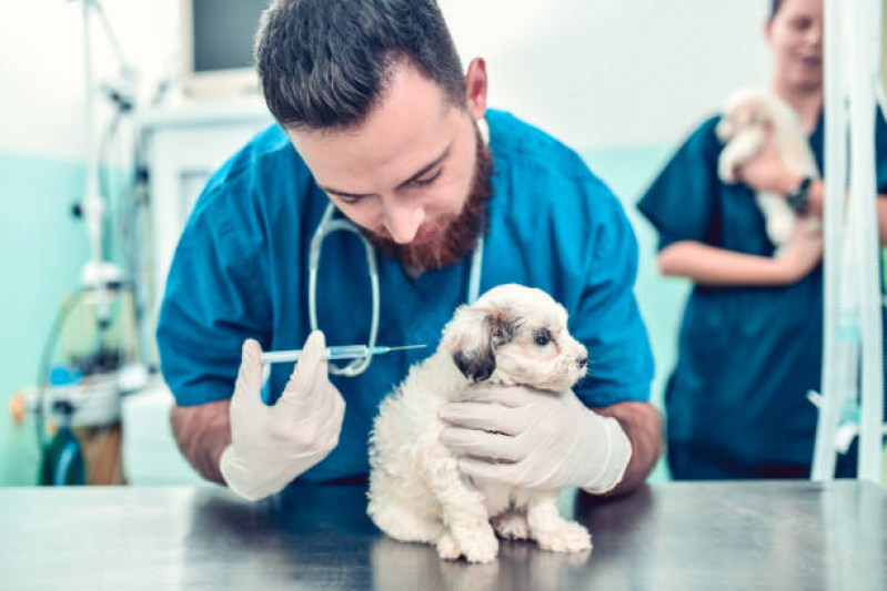 Vacina de Raiva para Gatos City Petropoli - Vacina Antirrábica Animal