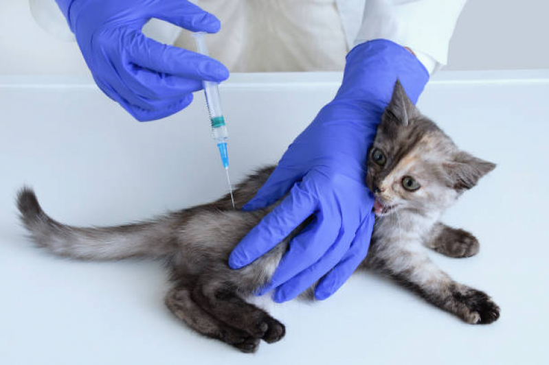 Vacina para Filhote de Gato Agendar Jardim Bueno - Vacina contra Raiva para Cachorro