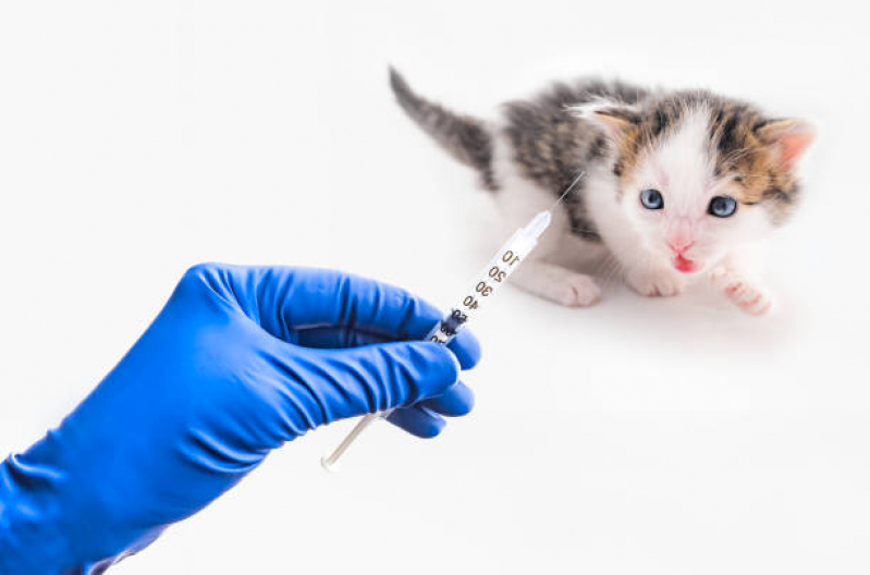 Vacina para Filhote de Gato Recanto Elimar - Vacina Antirrábica para Gato