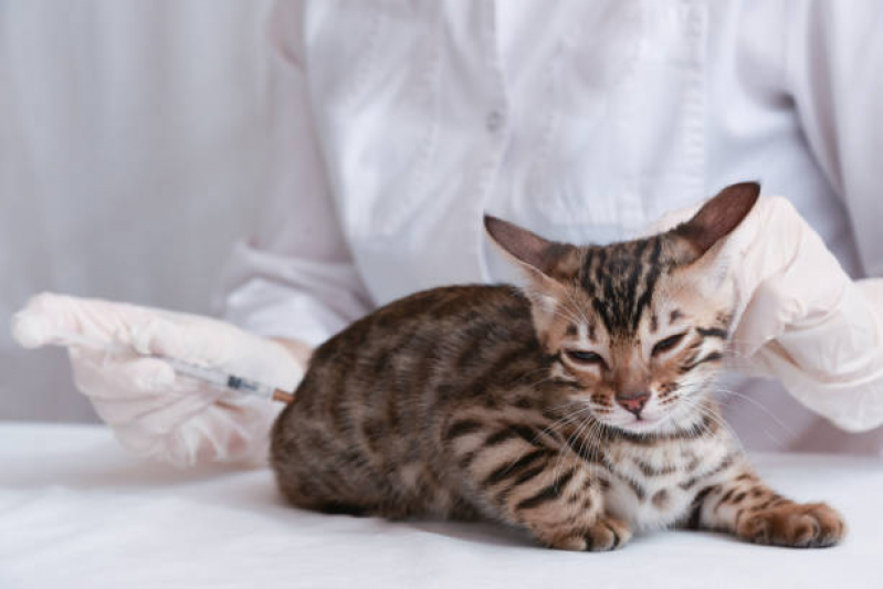Vacina para Gato V4 Agendar Parque dos Pinhais - Vacina Antirrábica para Gato