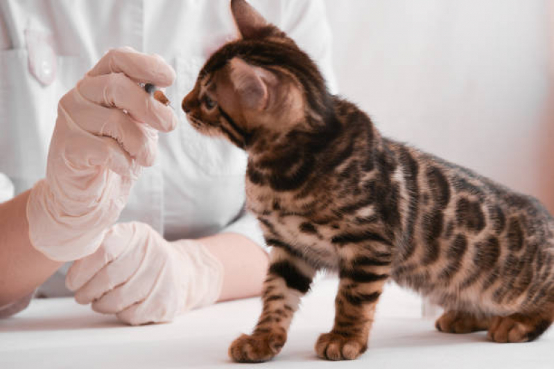 Vacina para Gato V4 Jardim Vera Cruz - Vacina Antirrábica para Gato