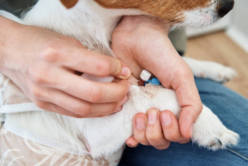 Valor de Medicamento Cachorros Prolongamento Vilaa Duque D Caxias - Medicamento para Gatos