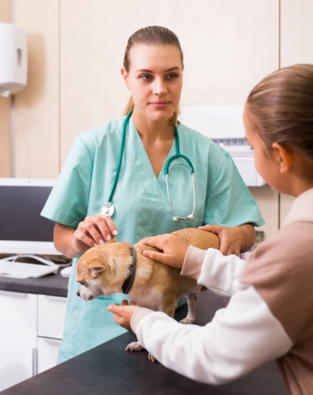 Valor de Tratamento Animais Residencial Jardim Vera Cruz - Tratamento de Cachorros