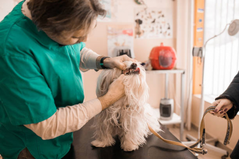 Valor de Tratamento Cachorro Paulistano - Tratamento de Animais