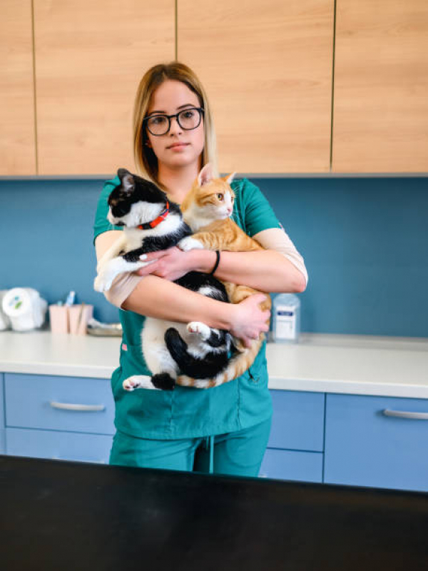 Valor de Tratamento de Animais de Estimação Parque Esmeralda - Tratamento para Gato