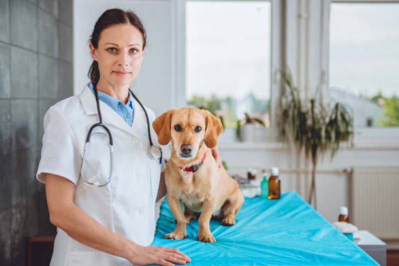 Valor de Tratamento de Animais Vilaa Santa Cruz - Tratamento para Animais Domésticos