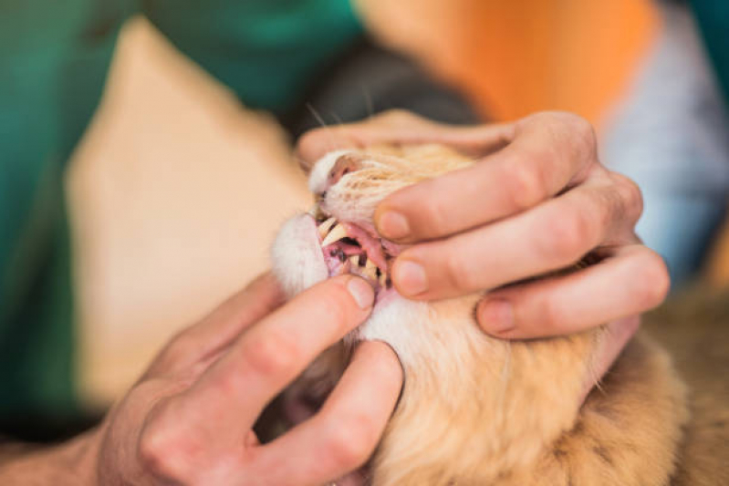 Valor de Tratamento para Animais de Estimação Prq Progresso - Tratamento de Animais Corrente