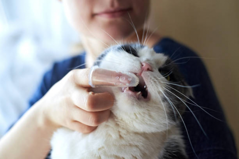 Valor de Tratamento para Animais Parque Tres Colinas - Tratamento para Gatos