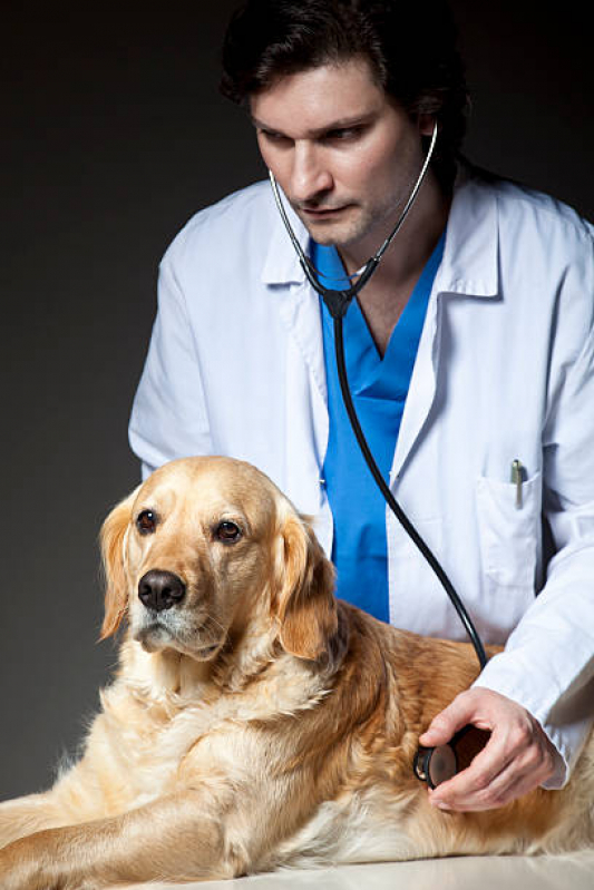 Valor de Tratamento para Cachorros Vilaa Rezende - Tratamento de Animais Corrente