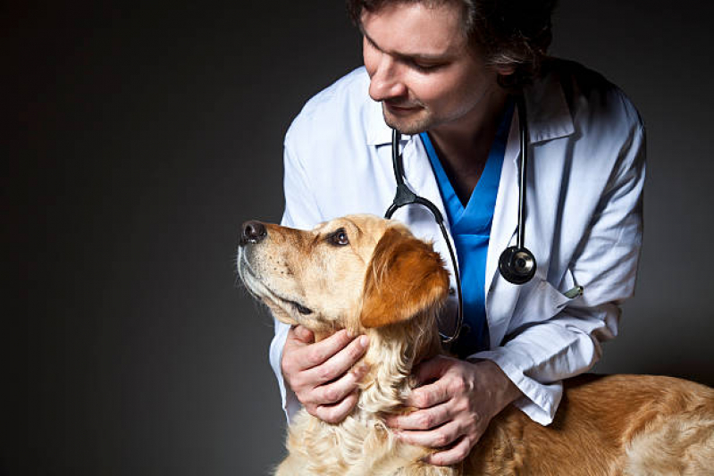 Valor de Tratamento para Cães Vilaa Rezende - Tratamento de Animais Franca