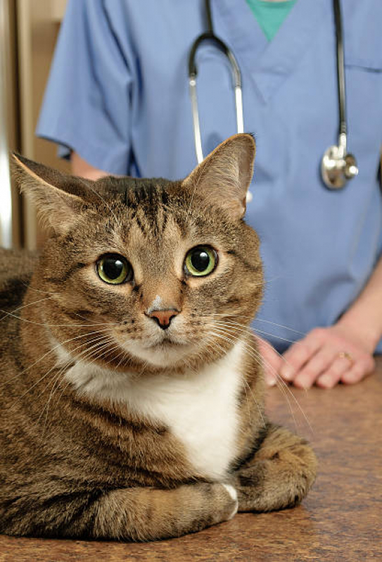 Valor de Tratamento para Gato Parque do Horto - Tratamento para Gato